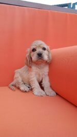 Cocker Spaniel Puppy For Sale - Image 2