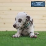 Dalmatian Puppy For Sale - Image 3