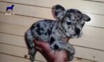 Blue Merle French Bulldog Puppy For Sale