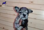 Blue Merle French Bulldog Puppy For Sale - Image 2