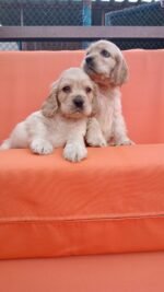 Cocker Spaniel Puppy For Sale - Image 3