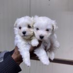 Maltese Puppy For Sale - Image 2