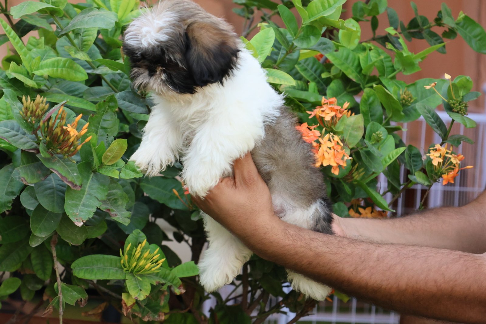 2025_04_19_16_03_IMG_9873.jpg Shih Tzu Puppy for sale - Image 1
