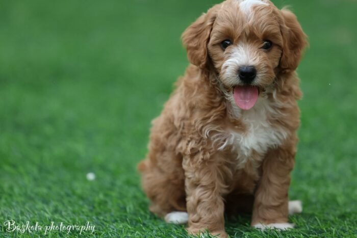 Cavapoo Puppy for Sale - Image 1