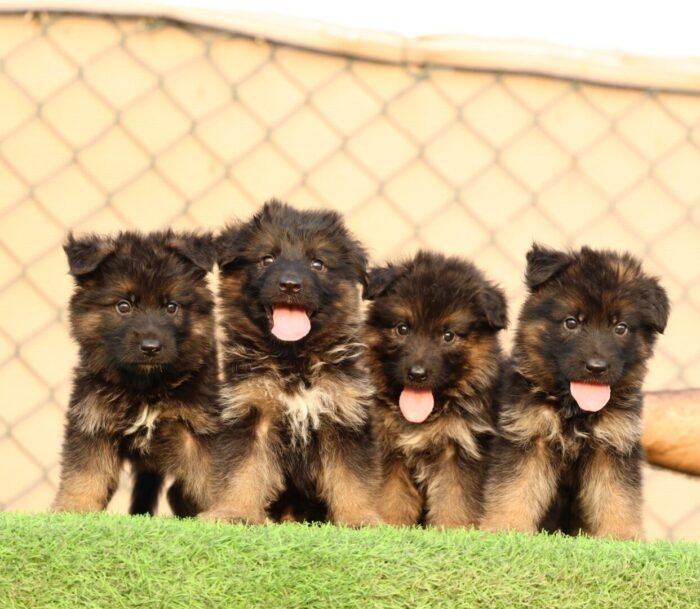 German Shepherd Puppy For Sale - Image 1