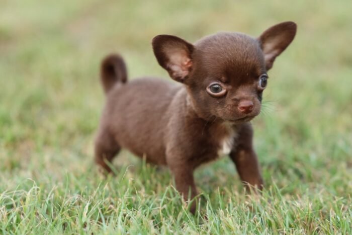 chihuahua Puppy For Sale - Image 1