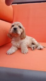 Cocker Spaniel Puppy For Sale - Image 4