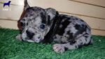 Blue Merle French Bulldog Puppy For Sale - Image 3
