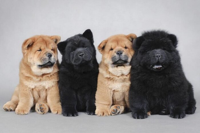 Chow Chow Puppy For Sale - Image 1