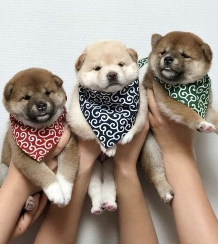 Shiba Inu Puppy for Sale - Image 1