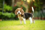 Beagles Puppy For Sale