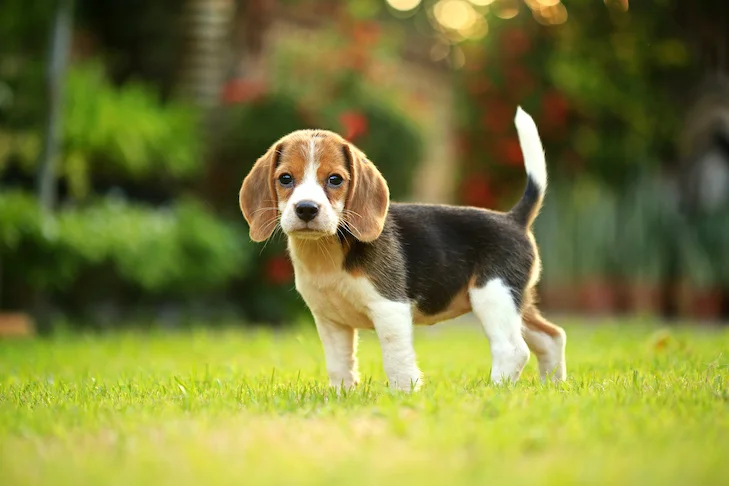 Beagle-puppy-standing-in-the-grass-1.webp Beagles Puppy For Sale - Image 1