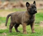 Belgian Malinois Puppy For Sale uae