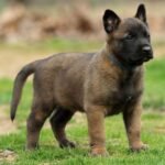 Belgian Malinois Puppy For Sale uae