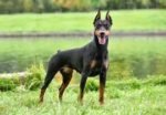 Doberman Pinscher Puppy For Sale