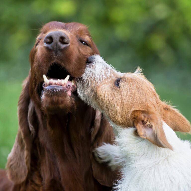Dogs for Sale Dogs for Sale UAE Dogs for Sale in UAE at best price
