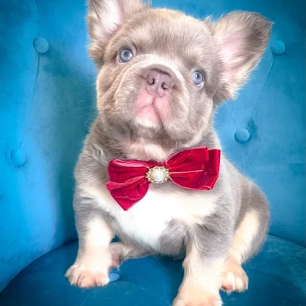 Fluffy French Bulldog Fluffy French Bulldog for Sale near me in Dubai