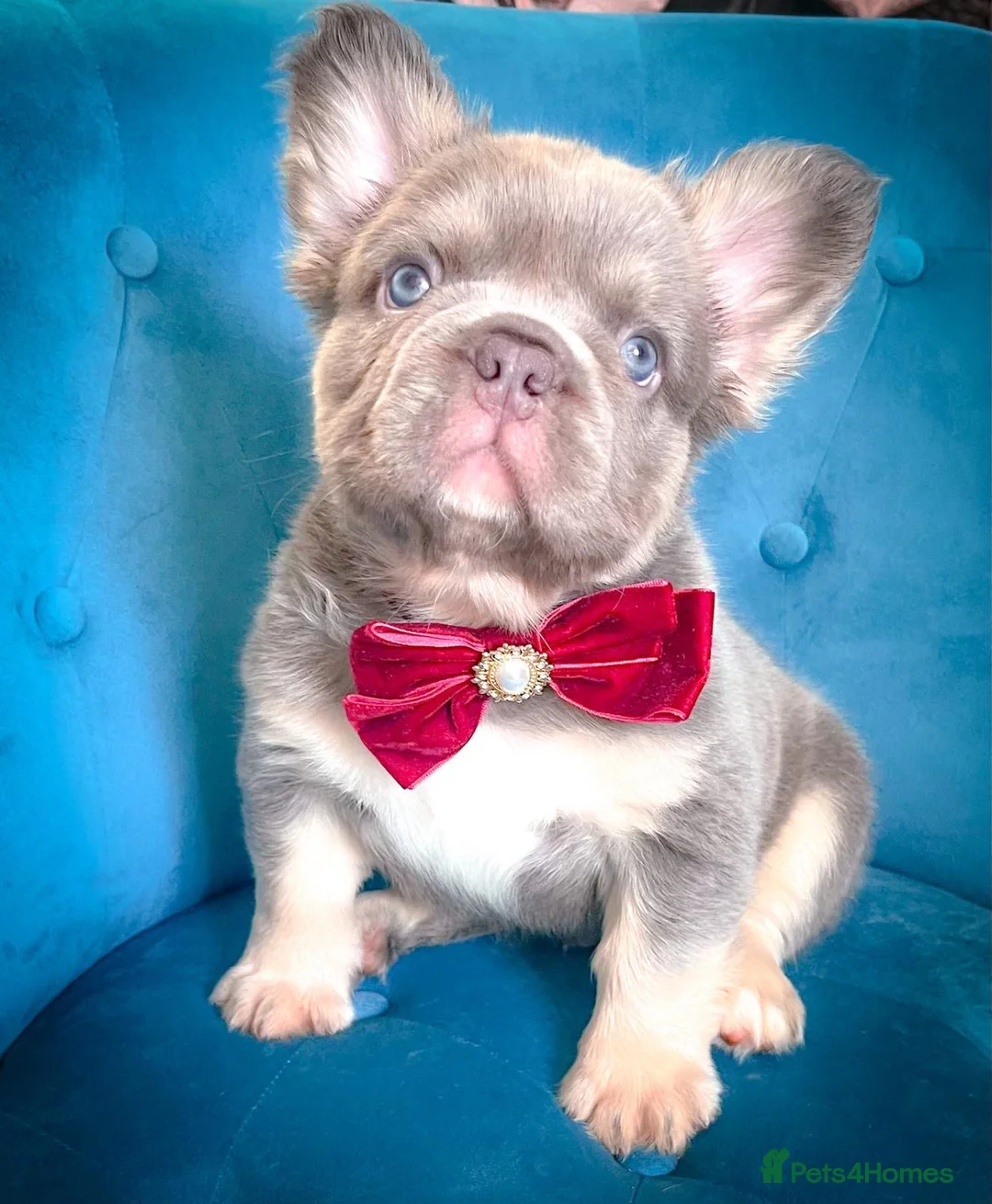 Fluffy French Bulldog Fluffy French Bulldog for Sale near me in Dubai Fluffy French Bulldog Fluffy French Bulldog for Sale near me in Dubai