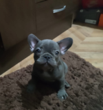 Frenchies Puppy For Sale