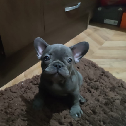 Frenchies Puppy For Sale