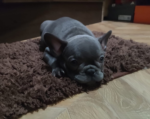 Frenchies Puppy For Sale - Image 4