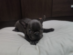 Frenchies Puppy For Sale - Image 3