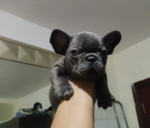 Frenchies Puppy For Sale - Image 2
