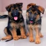German Shepherd Puppy For Sale