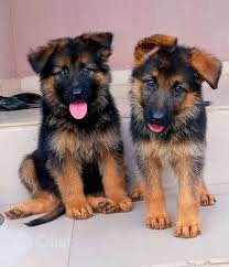 German Shepherd Puppy For Sale