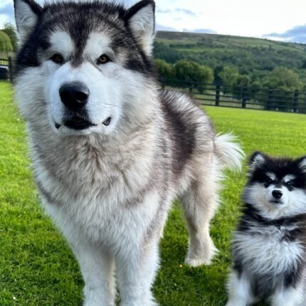 Giant Alaskan Malamute Puppy for Sale