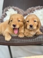 Golden Retriever Dubai Puppy For Sale