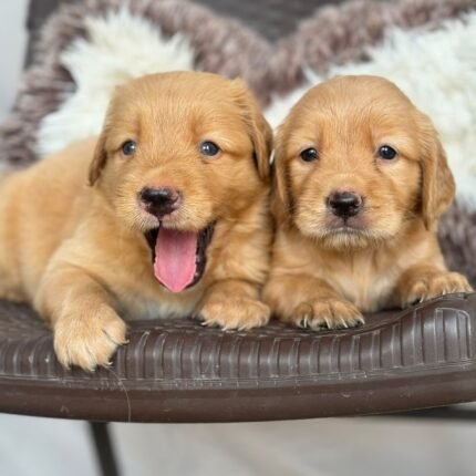 Golden Retriever Dubai Puppy For Sale