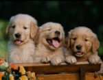 Golden Retriever Puppy For Sale