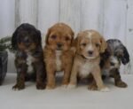 Cockapoo Puppy For Sale
