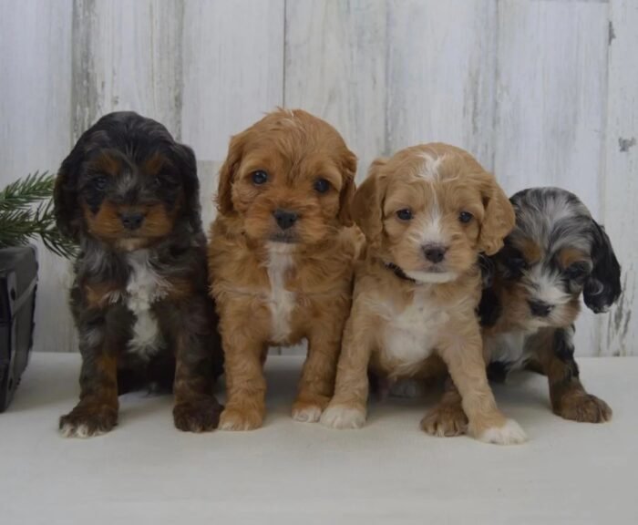 Cockapoo Puppy For Sale - Image 1