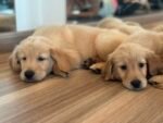 Golden Retriever Puppy For Sale - Image 3