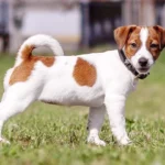 Jack Russell Puppy For Sale