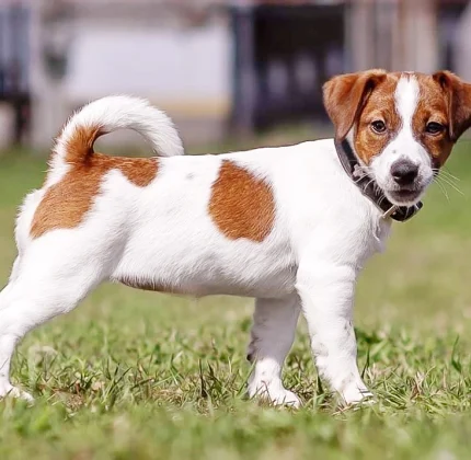 Jack Russell Puppy For Sale