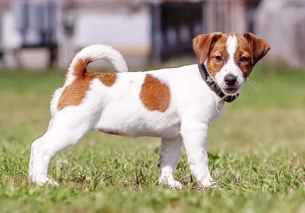 Jack Russell Puppy For Sale uae dubai Jack Russell Puppy For Sale