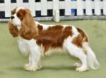 Cavalier King Charles Spaniel Puppy For Sale