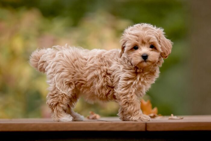 Maltipoo Puppy For Sale - Image 1