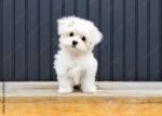 Maltese Puppy For Sale