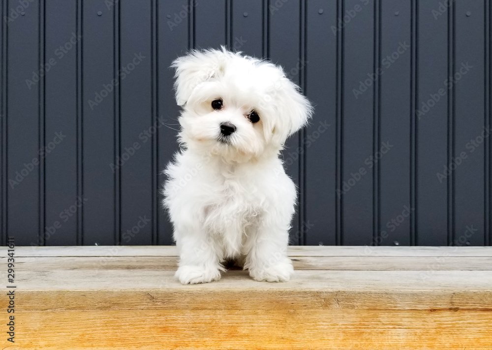 Maltase.jpg Maltese Puppy For Sale - Image 1