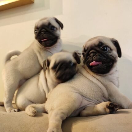 Pug Puppy For Sale in uae dubai