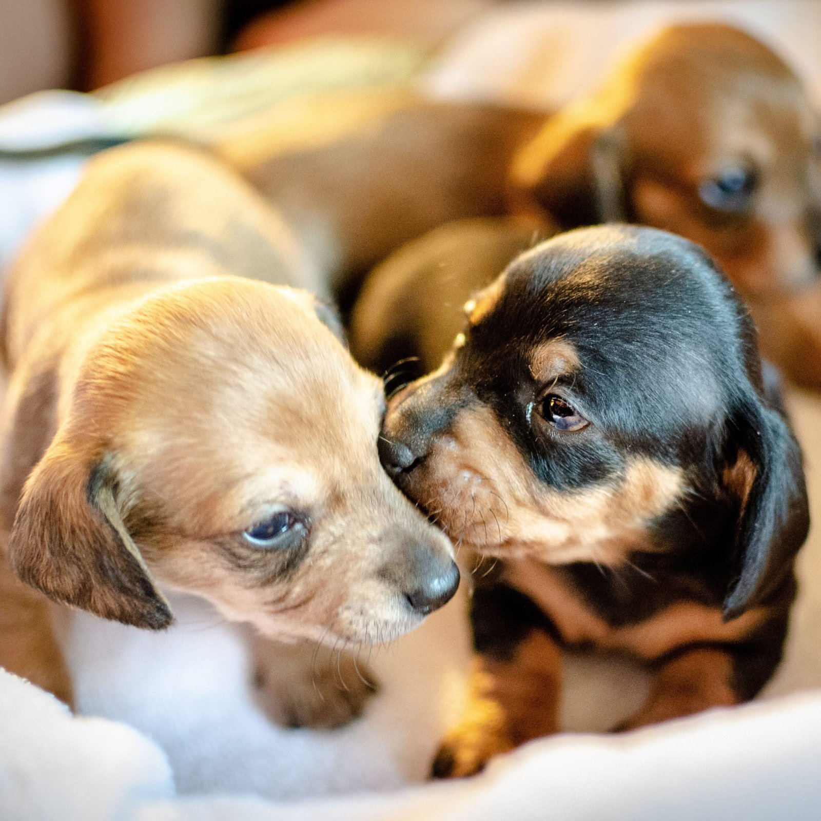Puppies for Sale | Puppies For Sale in UAE | Puppies For Sale UAE