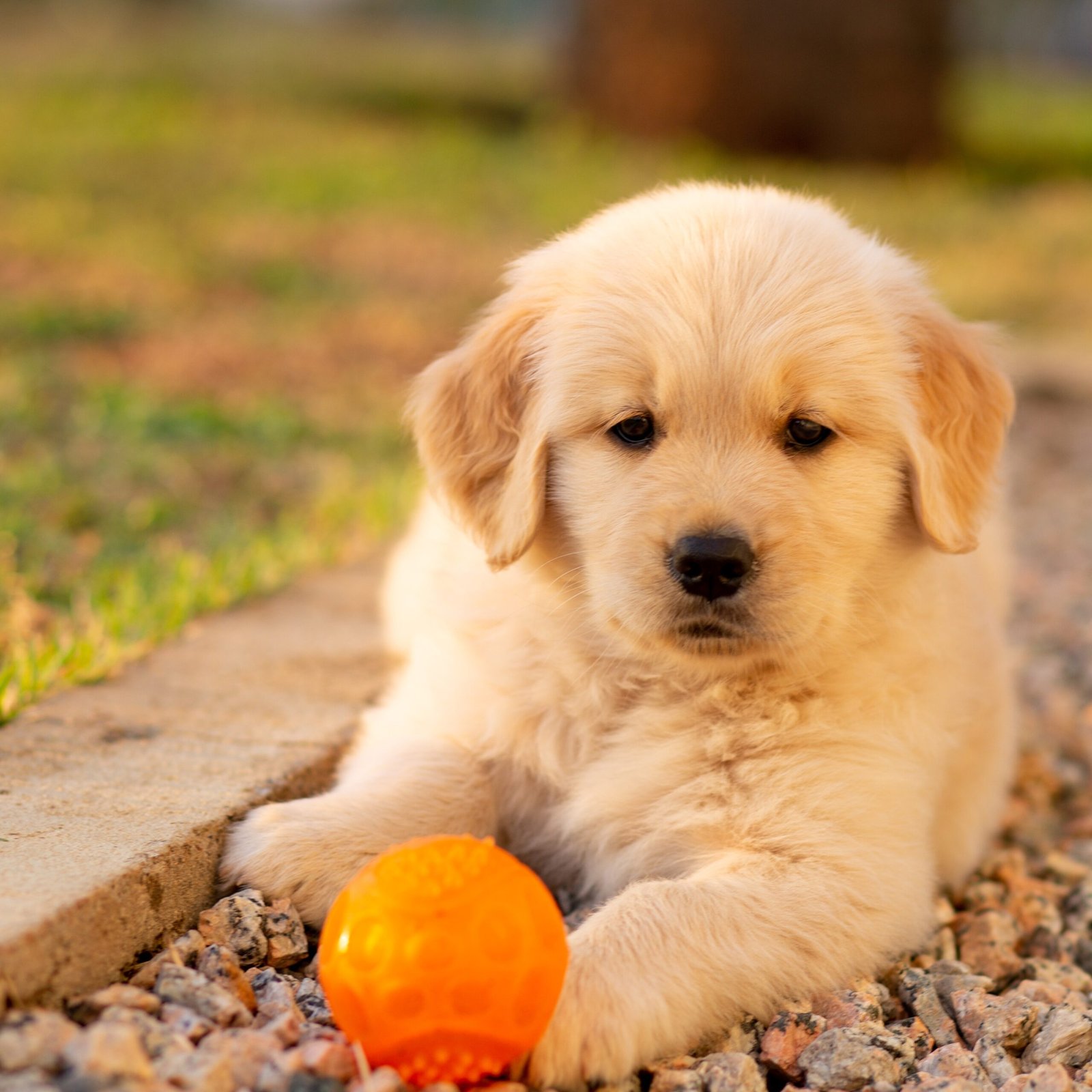 Puppies for Sale | Puppies For Sale in UAE | Puppies For Sale UAE