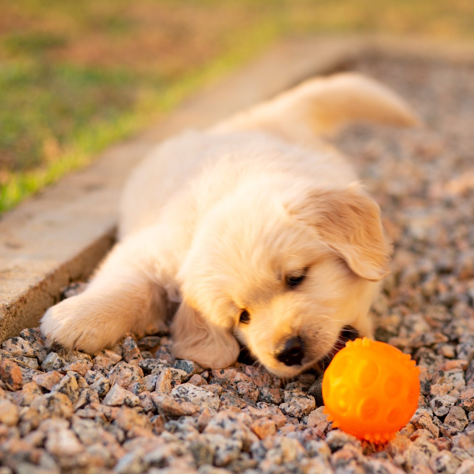 Puppies for Sale | Puppies For Sale in UAE | Puppies For Sale UAE