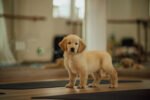 Golden Retriever Puppy For Sale - Image 2