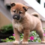Shiba Inu Puppy for Sale