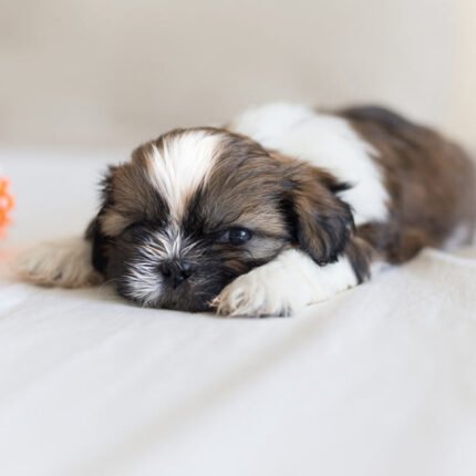 Shih Tzu Puppy for sale